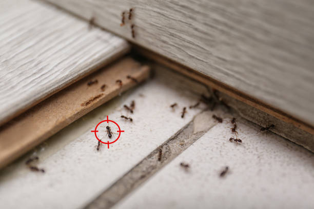Best Wasp Removal Services  in Warren, OR