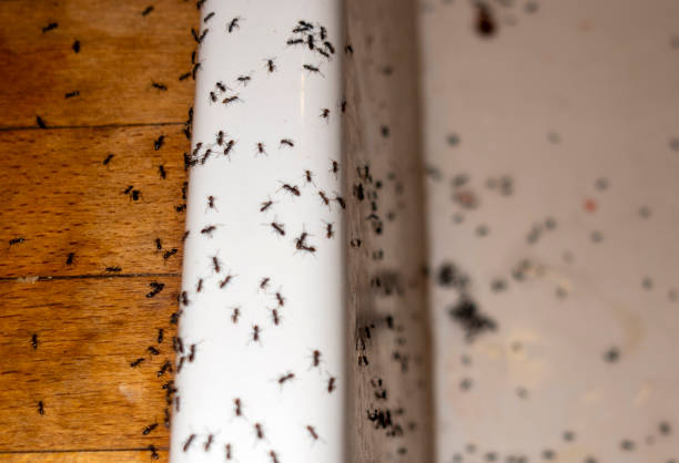 Best Pest Inspection Near Me  in Warren, OR