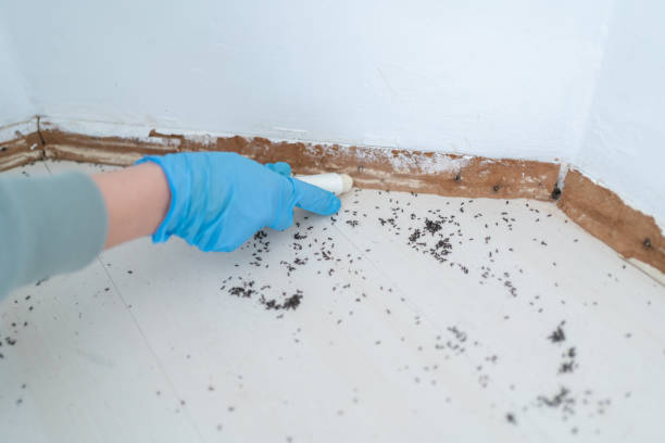 Wasp Removal Services in Warren, OR